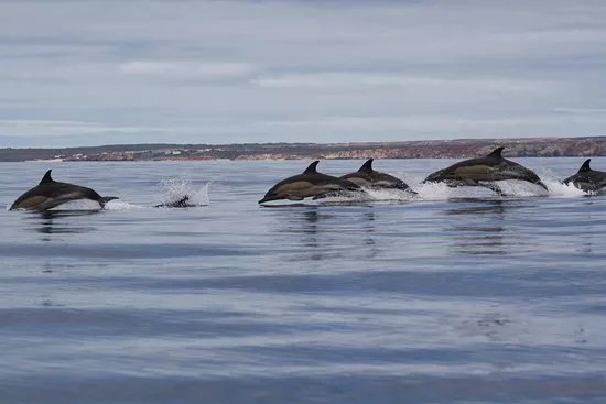 Dolphin Seafaris Actividades Maritimas Lda