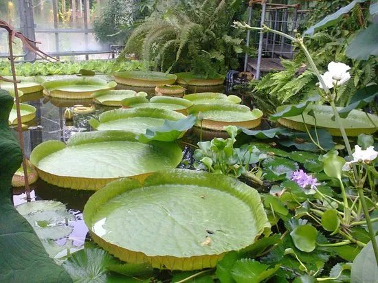 Botanic Gardens Kiel
