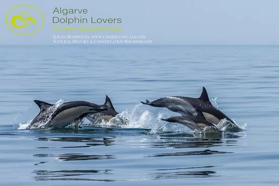 Algarve Dolphin Lovers