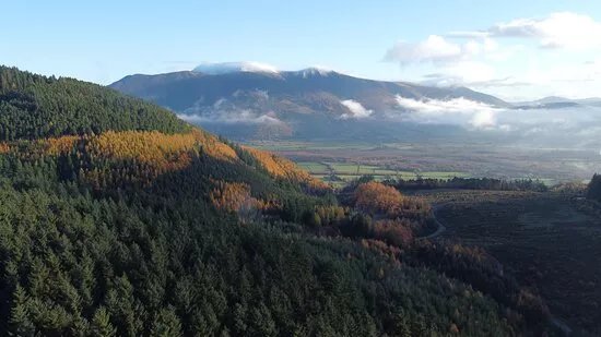 Whinlatter Forest