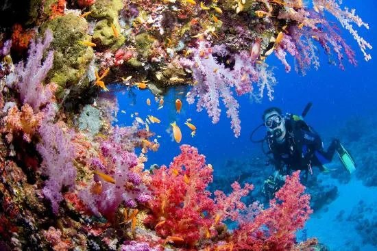 Divecrew