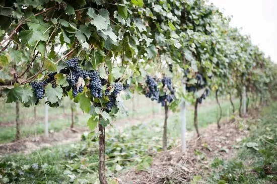 Azienda Agricola Bugno Martino