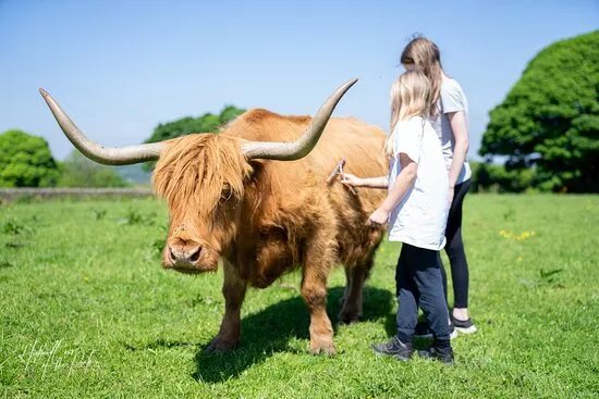 Peak Highland Cow Experience