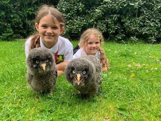 Xtreme Falconry at Dorset Falconry Park