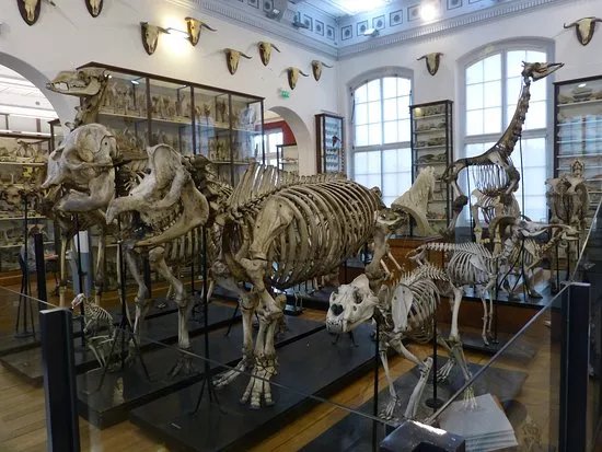 Fragonard Museum of the Maisons-Alfort Veterinary School