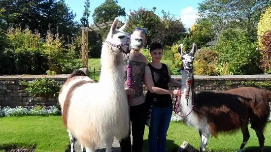 Lakeland Llama Treks