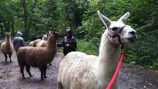 Llama Adventures
