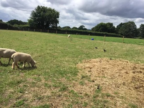 Lockey Farm