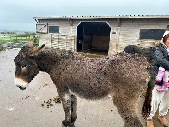 Barnhill Donkeys Retreat Sleagill