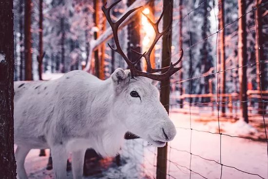 Santa's Pets Tallitontun Piha
