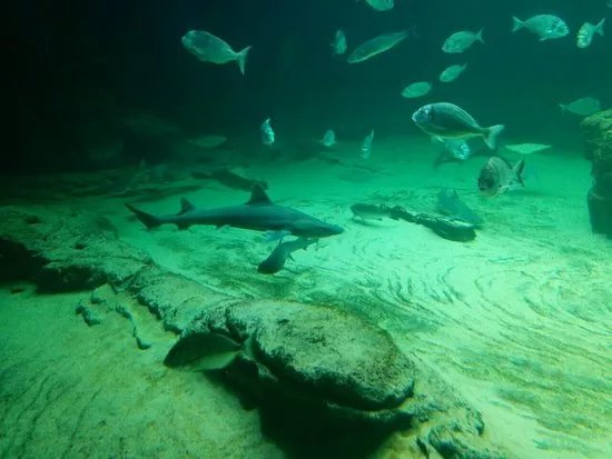 Museo Maritimo del Cantabrico