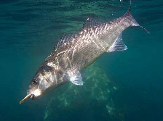 Fishing and Foraging Wales