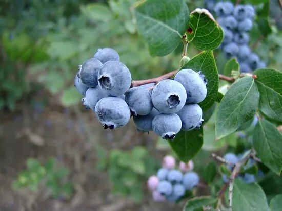 Blauwe Bessen Schrijnwerkers