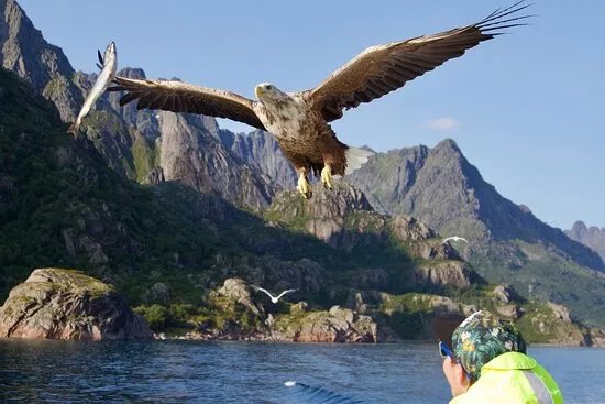 Trollfjord Cruise & Sea Eagle Safari