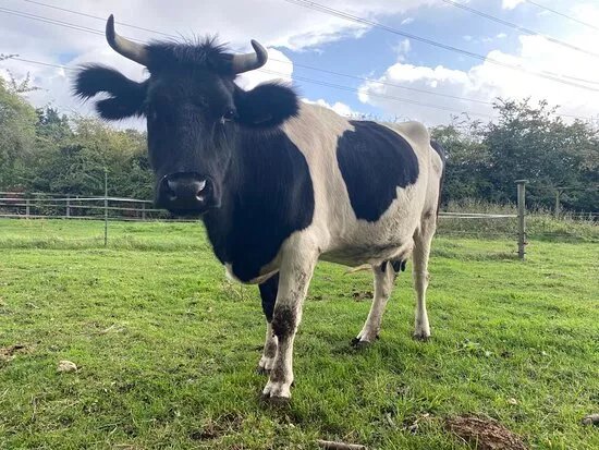 Deen City Farm