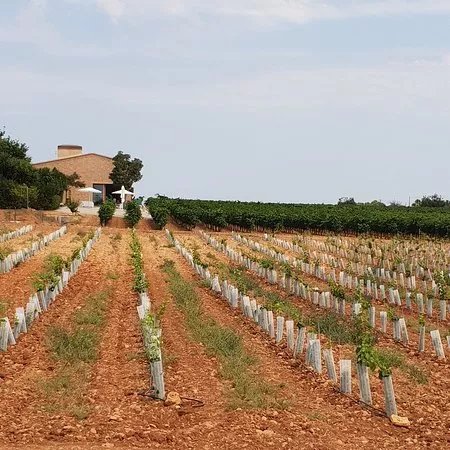 SON PRIM Bodega