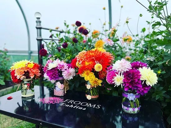 Frooms Dahlias