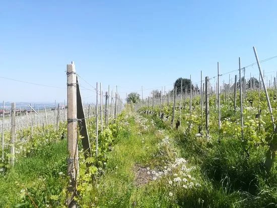 Azienda Agricola Rusel