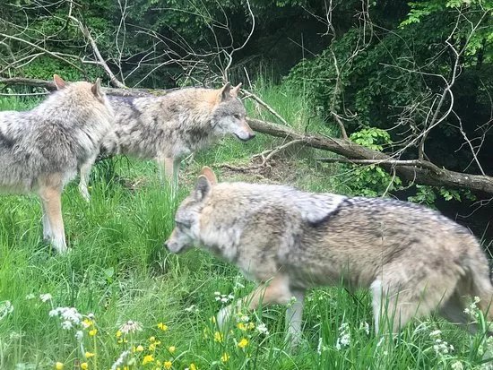 Wildpark Bruderhaus