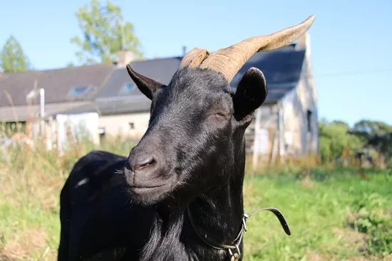 Ferme Bio De Kerdelam