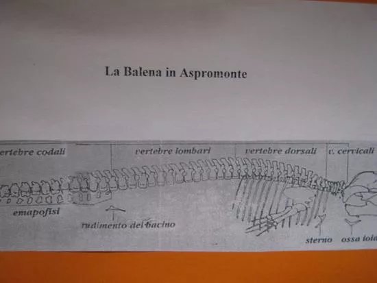 Museo Civico di Paleontologia e Scienze Naturali dell'Aspromonte