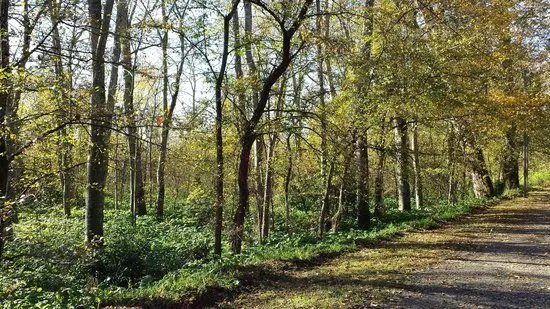 Choupal National Forest