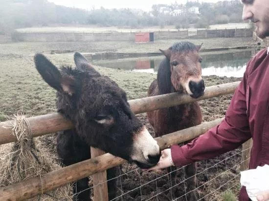 Brockswood Animal Sanctuary