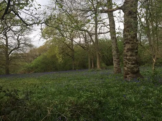 Hillhouse Wood
