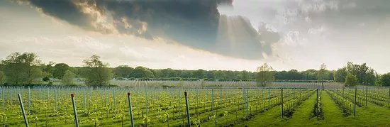 Oxney Organic Estate