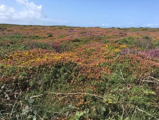 Tehidy to Deadman's Cove Circular Walk