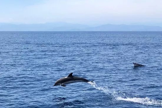 Santuario dei Cetacei