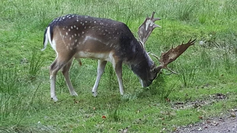 Wildpark Neuhaus
