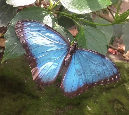 Stratford Butterfly Farm