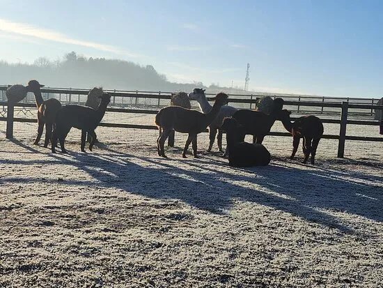 Westfield Alpacas