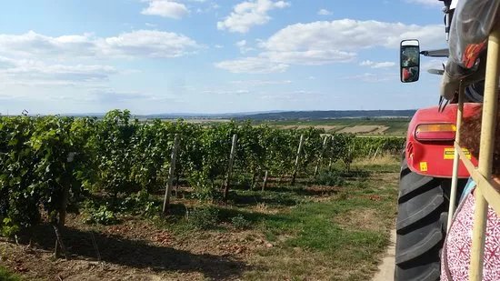 Weingut Schulz