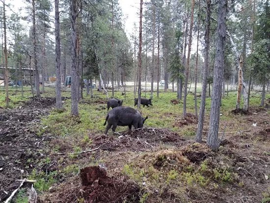 Torassieppi Reindeer Farm & Cottages