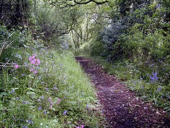 Drefach Velindre Walk