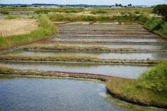 Balade en Caleche Dans Les Marais Salants de Guerande