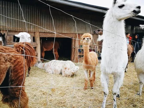 Maerkischer Lamahof - Zadik-Lamas