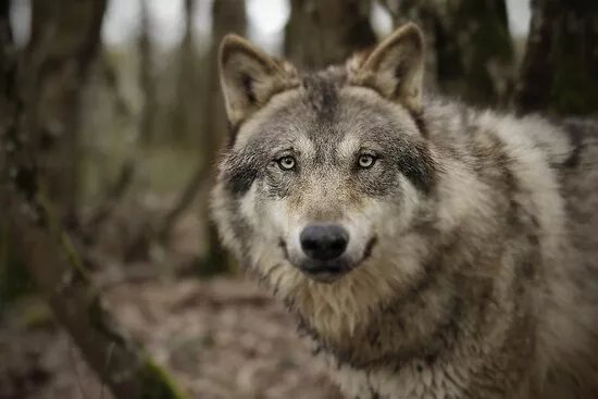 Rendez-vous en Terre Animale
