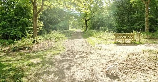Hamstreet Woods National Nature Reserve