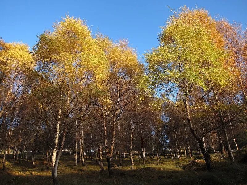 Pet-friendly holiday home in the quiet hamlet of Drumguish