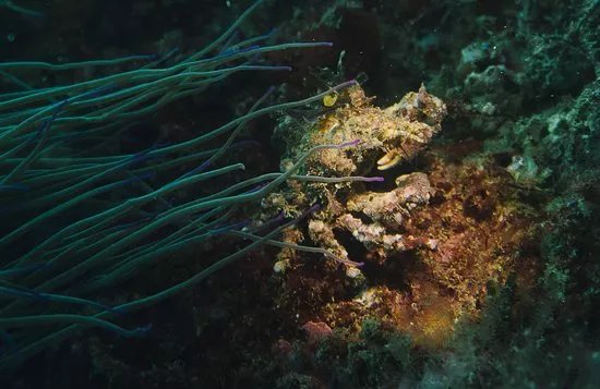 Ocean Respect Ecodive Center