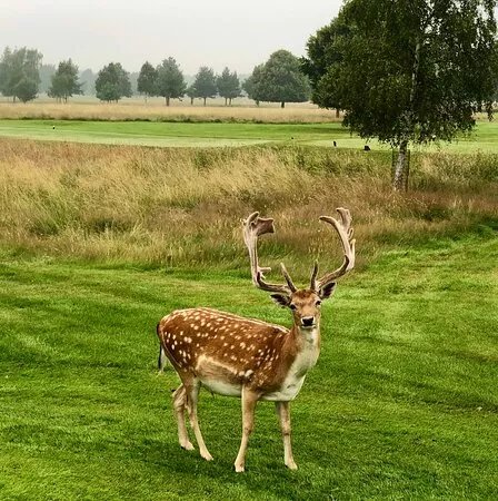 Belton Park Golf Club