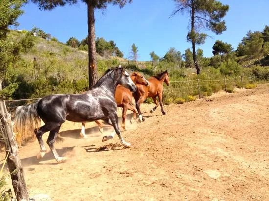 Ibiza Horse Valley