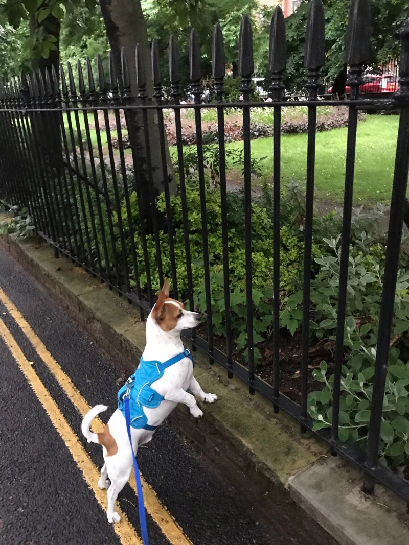 Compton Terrace Gardens