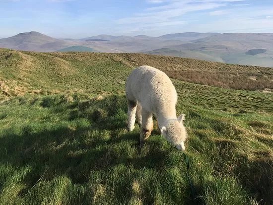 Beirhope Alpacas