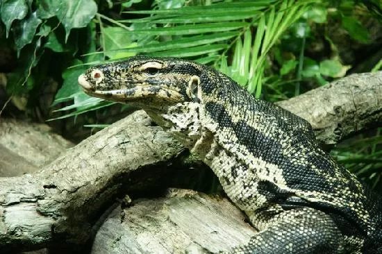 Reptilium