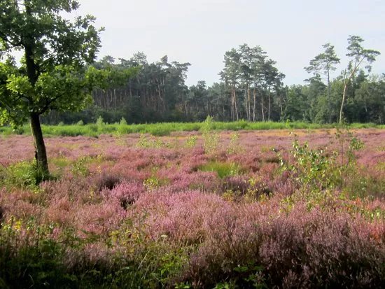 Landschap de Liereman
