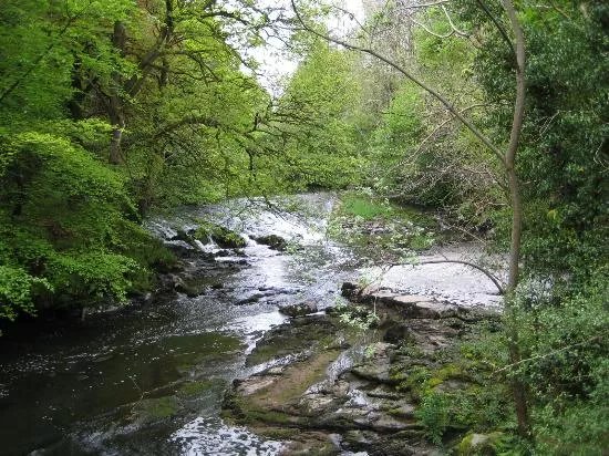Clare Glen Woodland